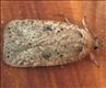 0704 (32.011) Agonopterix scopariella